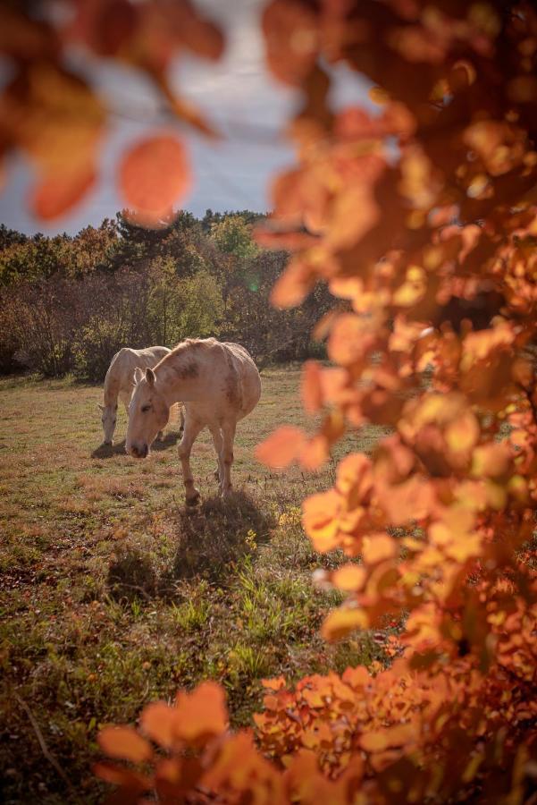 Tmbin'S Barn - Nature, Horses, Family Sezana ภายนอก รูปภาพ