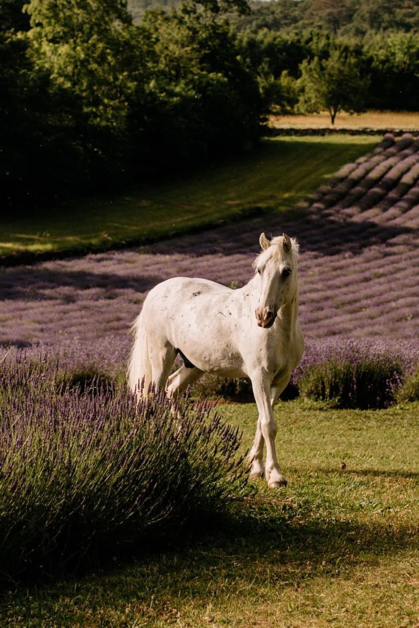 Tmbin'S Barn - Nature, Horses, Family Sezana ภายนอก รูปภาพ